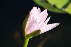 Freeman-Zachery water lily